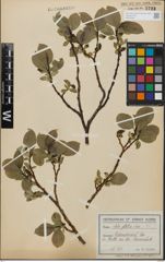 Foto von Salix glabra Scop.